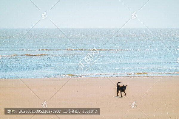 狗在海邊沙灘活動(dòng)特拍