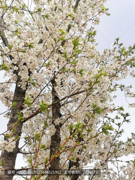 白色櫻花