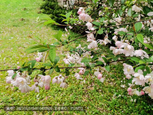 櫻花