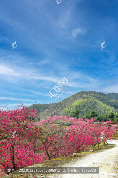 新豐櫻花峪