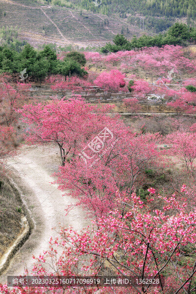 新豐櫻花峪