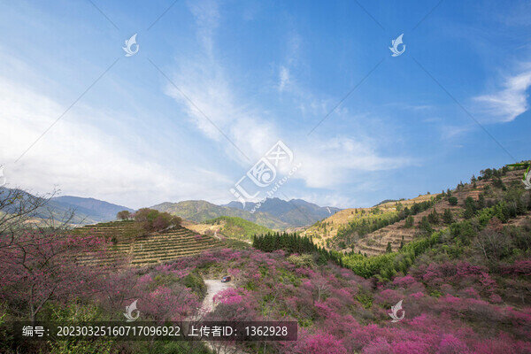 新豐櫻花峪
