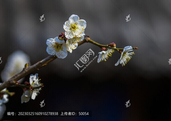 梅花