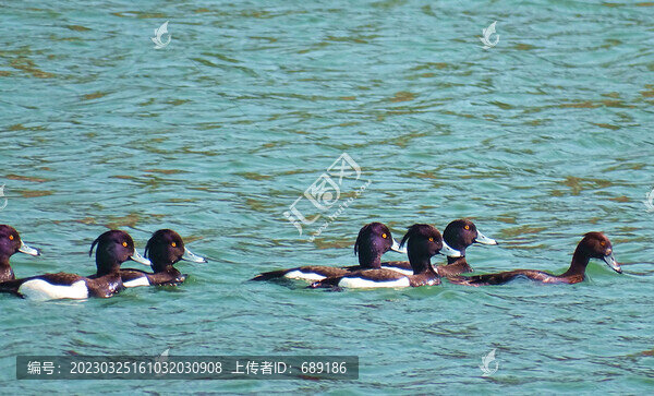 鳳頭潛鴨群