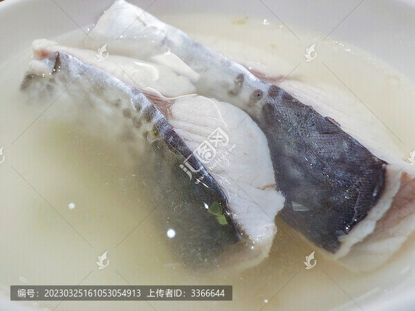 藍點馬鮫魚