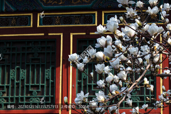 玉蘭花古建筑