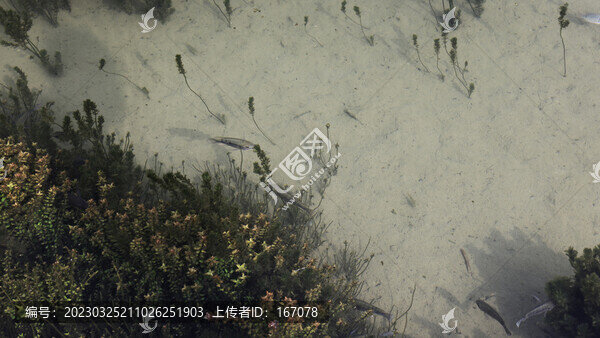 水里的羅非魚