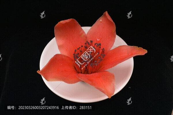 木棉花
