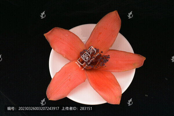 木棉花