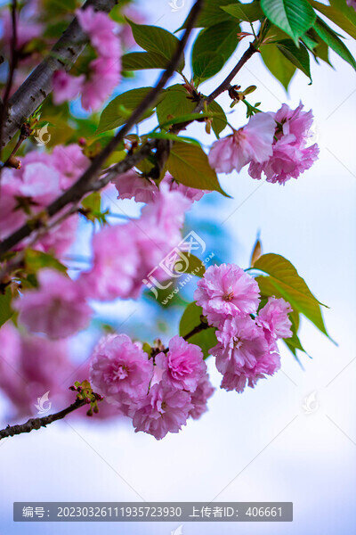 櫻花