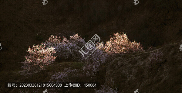 杏花