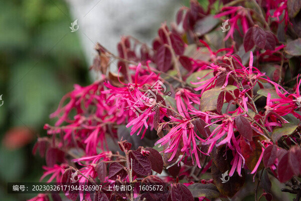 紅花檵木