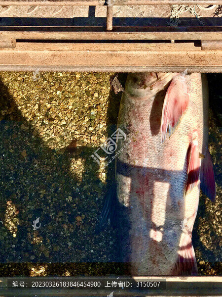 放在鐵箱內(nèi)的三十斤大鰱魚