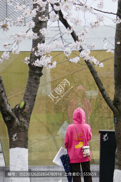 櫻花