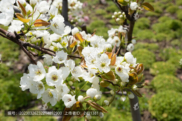 梨花