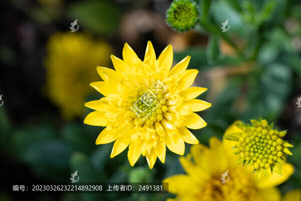 黃色菊花
