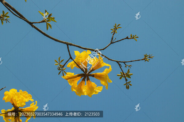 黃花風(fēng)鈴木