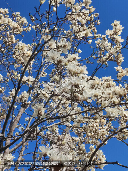 玉蘭花