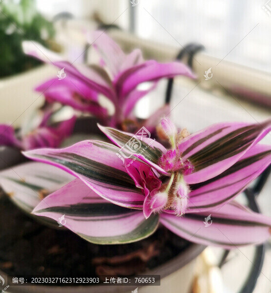 油畫吊蘭