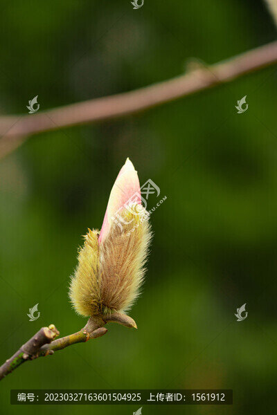 玉蘭花