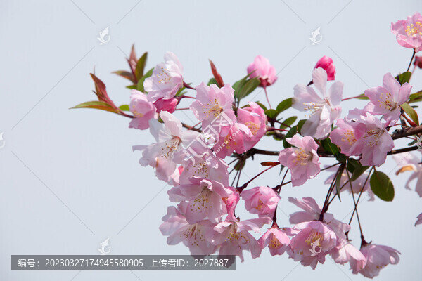櫻花