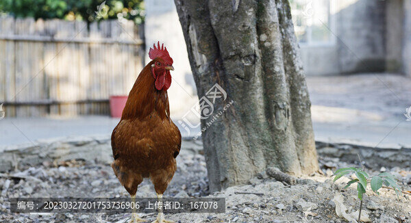 大公雞打鳴