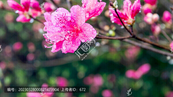 麻城龜峰山杜鵑花