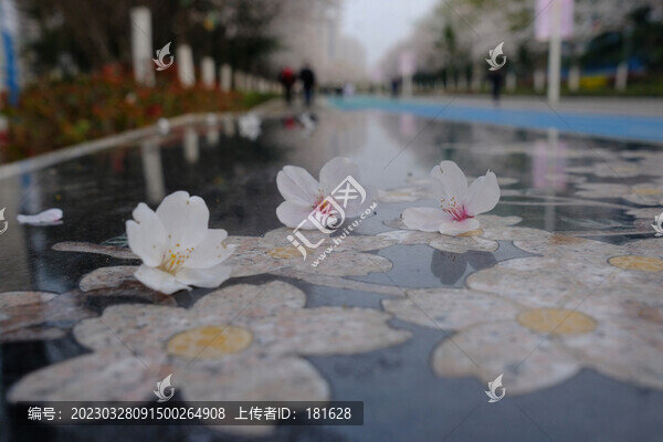 櫻花