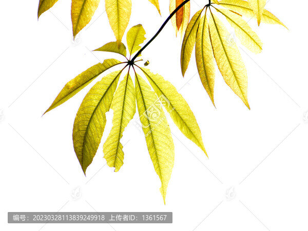 植物葉子