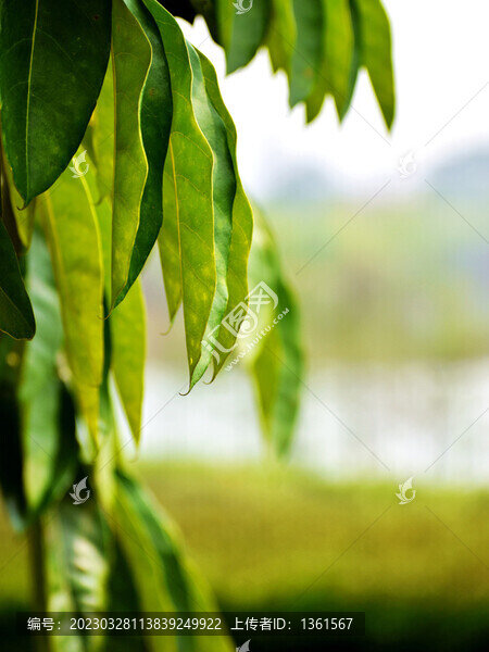 橡膠樹(shù)