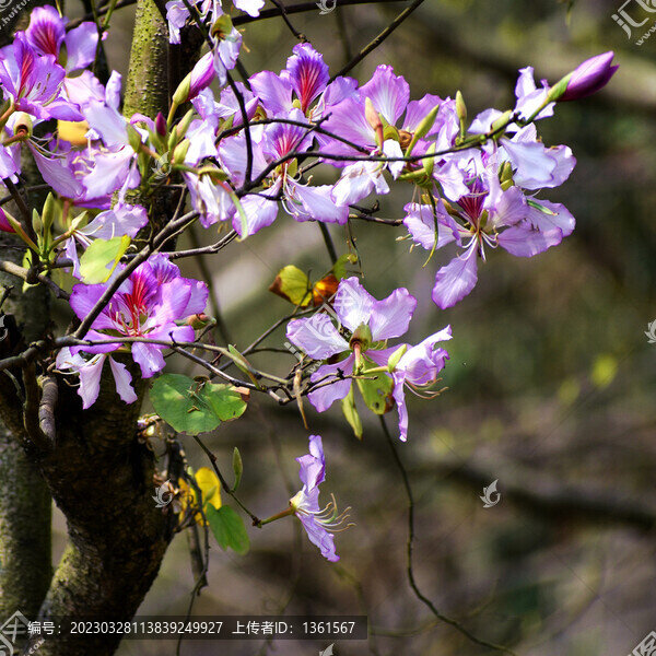 洋紫荊