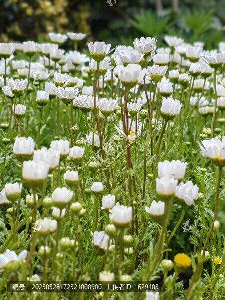 白菊花叢