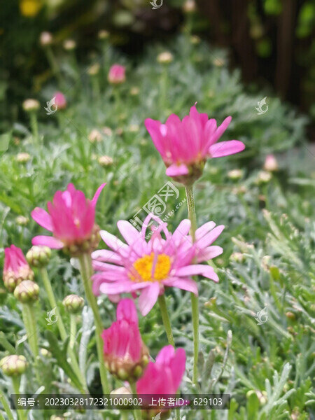 木春菊花