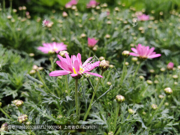 木春菊花
