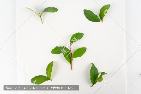 新鮮茶葉