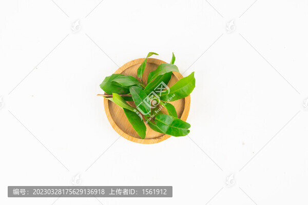 新鮮茶葉