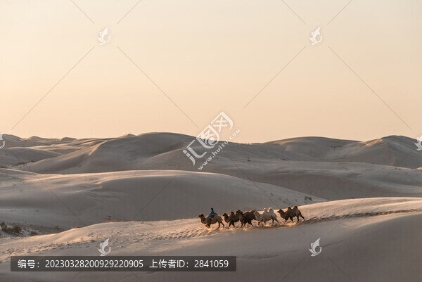中國內蒙古晴天下的沙漠和駱駝