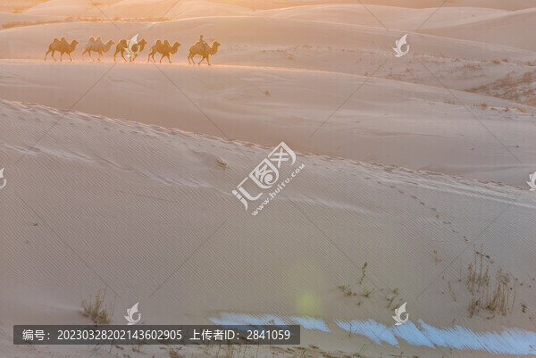 中國內(nèi)蒙古夕陽下的沙漠和駱駝