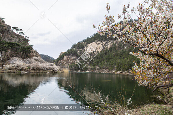 櫻桃花