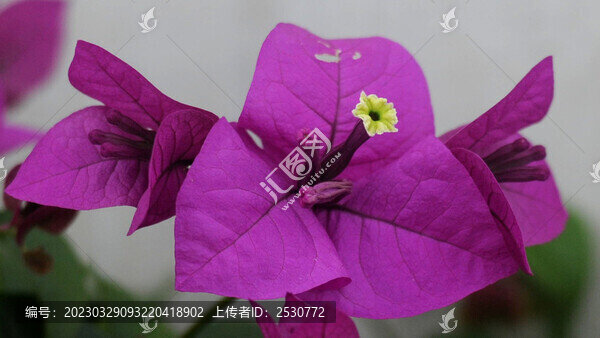 葉子花特寫