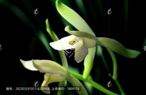蘭草花