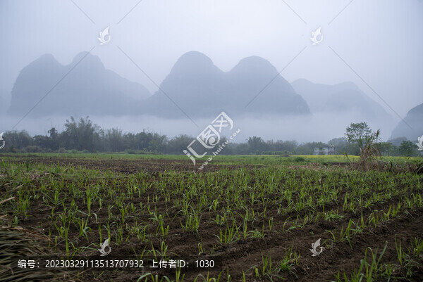 鄉(xiāng)村霧景春天