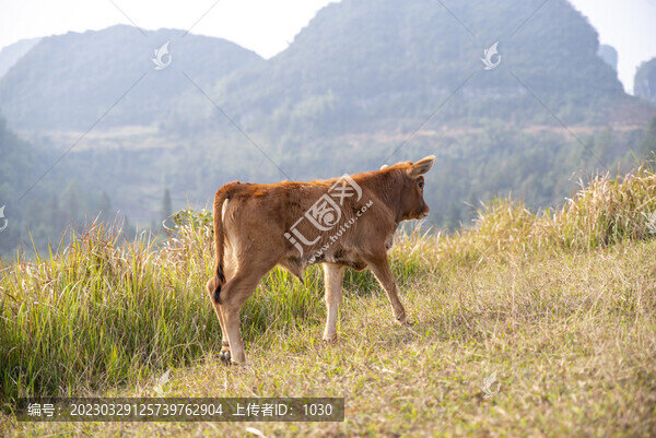 黃牛動物