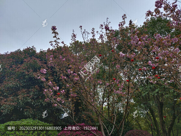 櫻花盛開(kāi)