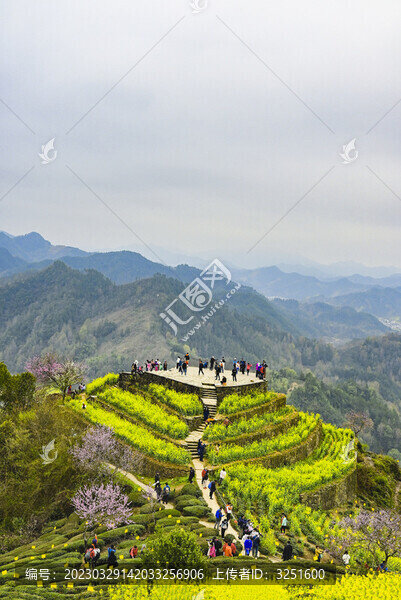 歙縣石潭村油菜花