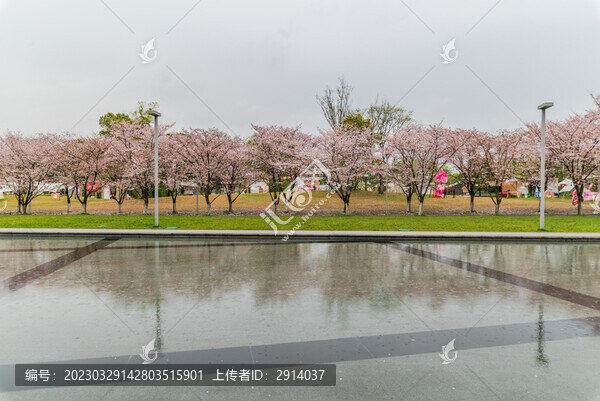 櫻花大道