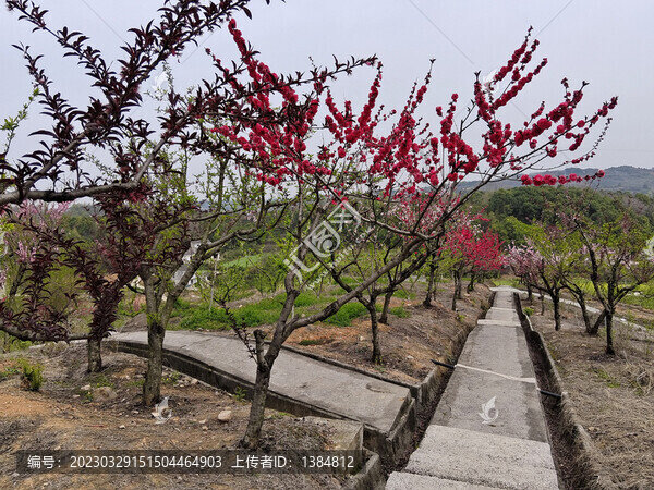 桃花桃花園
