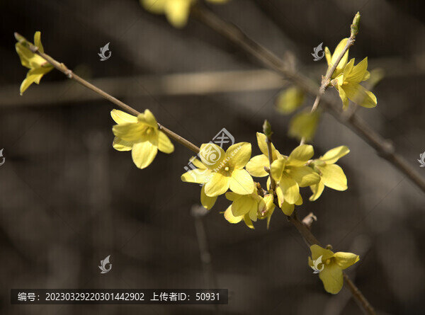連翹花開
