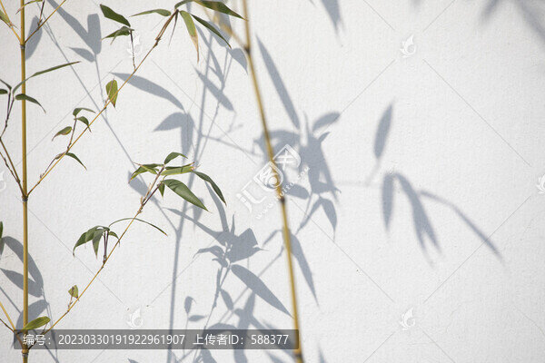 春天竹葉竹子白墻寫意光影