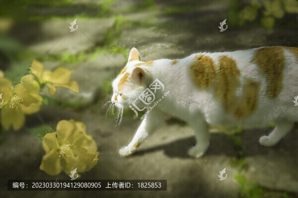 橘貓